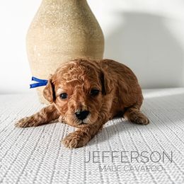 Bernedoodle and Cavapoo Puppies from Cariad Doodles