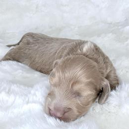 Jessie Spano - Fawn (isabella) and cream female Dachshund puppy in Perris, California from The Dach House