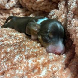 Rocky - Chocolate and tan male Dachshund puppy in Eaton, Ohio from Miniature Alphas Dachshunds