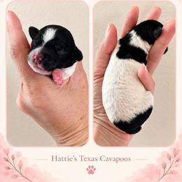 Peaches - Black and white female Cavapoo puppy in Thorndale, Texas from Hattie’s Texas Cavapoos