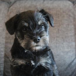 Jackson AKC - Black and silver male Miniature Schnauzer puppy in Richardton, North Dakota from Crooked Tree Ranch