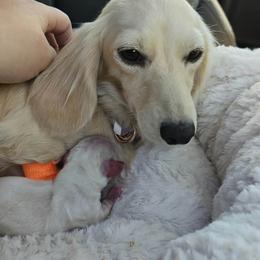 Ghost - Cream male Dachshund puppy in Pasco, Washington from G & G Kennel