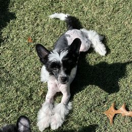 Girl 2 - Chinese Crested puppy in Georgia from Just Cresteds