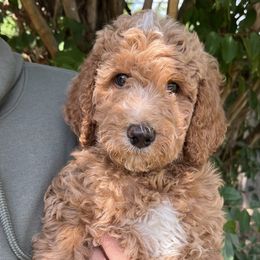 Willow - Apricot female Goldendoodle puppy in Clarksville, Tennessee from Golden Pine Designer Doodles