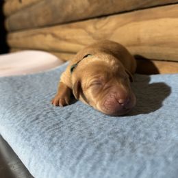 Green Female - Yellow female Labrador Retriever puppy in Franklin, Virginia from Oak Hollow Retrievers