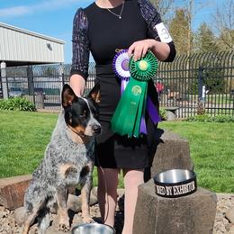 Gouda - Australian Cattle Dog