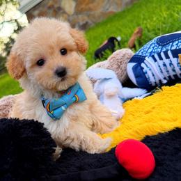 Champ - Champagne male Maltipoo puppy in Sugar Land, Texas from Celebrity Maltipoos