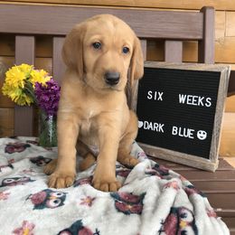 Labrador Retriever Puppies from Mountain Top View Fox Red Labs