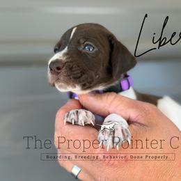 Liberty - female German Shorthaired Pointer puppy in Six Mile, South Carolina from The Proper Pointer Co.