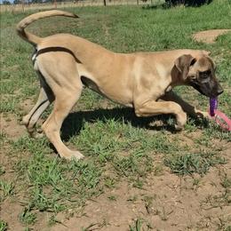 Violet - Fawn female Great Dane puppy in Cunningham, Kansas from Garden Grove Great Danes