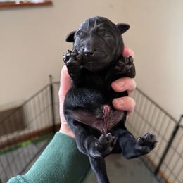 Blue - Black male Labrador Retriever puppy in Buckley, Washington from Buckley Labradors