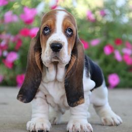 Magnolia - Black brown and white female Basset Hound puppy in Pollock, Missouri from Northstar