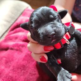 Red - Black male Labrador Retriever puppy in Siloam Springs, Arkansas from Karemy Kennels (Karemy Labradors)