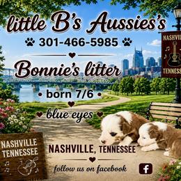 Girl 1 - female Miniature Australian Shepherd puppy in Nashville, Tennessee from Little B’s Aussies