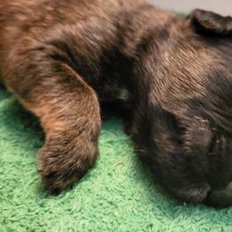 Ron - Wheaten male Whoodle puppy in Bolingbrook, Illinois from R&R Whoodles