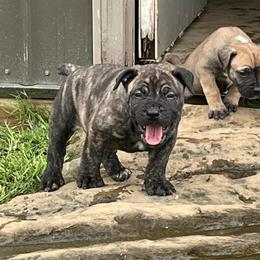Brindle Female - Brindle female Boerboel puppy in Guysville, Ohio from Fueled Kennel