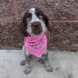 Girl 2 - Liver and white female German Wirehaired Pointer puppy in Potosi, Wisconsin from Point and Flush Gun Dogs