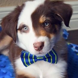 Miniature Australian Shepherds from Royal J Aussies and Aussiedoodles