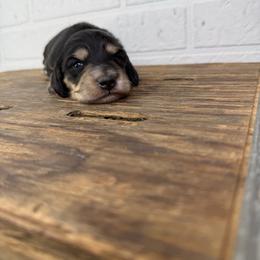 Blair - Black and cream female Dachshund puppy in Squires, Missouri from Hudson’s Hounds