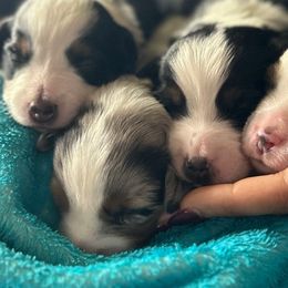 Miniature Australian Shepherd puppies from Mill Creek Miniature Australian Shepherd