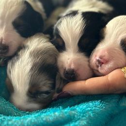 Miniature Australian Shepherd puppies from Mill Creek Miniature Australian Shepherd