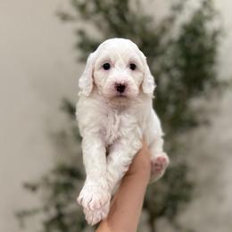 Apple girl - Parti female Goldendoodle puppy in Rio Linda, California from Plush Doodles