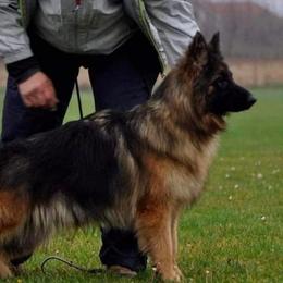 Daca Bemiki - German Shepherd