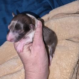 B-3 - Sable merle and white male Shetland Sheepdog puppy in Citra, Florida from Southpaw Herders LLC
