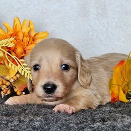 Bruh - Cream male Dachshund puppy in Lakeland, Florida from Buckwild Doxies