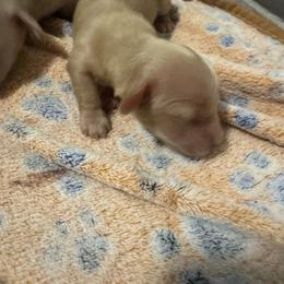 Daisy longhair cream girl - Cream female Dachshund puppy in Casselberry, Florida from Amore Mini Dachshund Breeders & More
