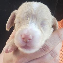 Rhaenyra - Cream female Dachshund puppy in Bigfork, Minnesota from Long Ears and Long Dogs Ranch