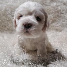 BENTLEY - Buff and white male Cocker Spaniel puppy in Byram, Mississippi from Chloe's Cocker Spaniels