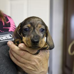 Snickers - Wild boar male Dachshund puppy in Prunedale, California from Tiny Teckels Miniature Dachshunds