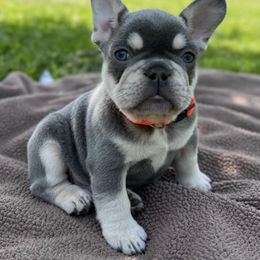French Bulldogs from Mountain State Frenchies