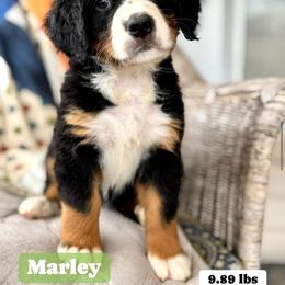 Bernese Mountain Dog Puppies from Timeless Cottage Homestead Bernese