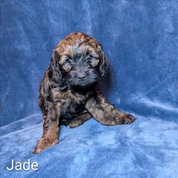 Jade - Brown and tan female Cockapoo puppy in Sunset, Louisiana from Cano Cockapoos