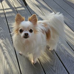 Chihuahua All Grown Up from D's Darling AKC Long Hair Chihuahuas
