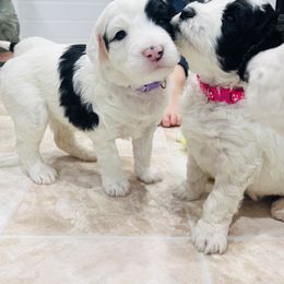 Sheepadoodle Puppies from Maplesierradoodles