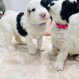 Sheepadoodle Puppies from Maplesierradoodles