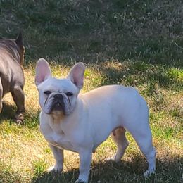 Ellie - French Bulldog