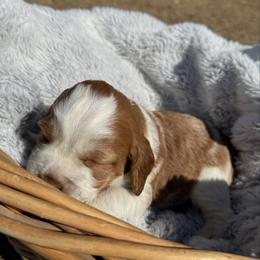 Lemon Female - Lemon and white female English Springer Spaniel puppy in Collins, Georgia from English Springer Spaniels at Lands Lodge