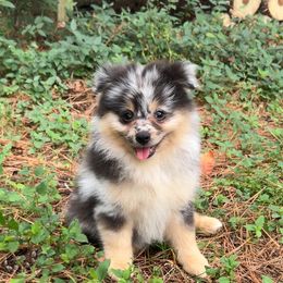 Elvis (Mr. Smiles) - Blue merle male Pomeranian puppy in Hughes Springs, Texas from Hughes Springs Tx Poms