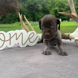 Purple collar girl - Liver roan female German Shorthaired Pointer puppy in Liberty, North Carolina from White Barn Kennels LLC