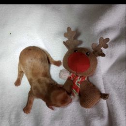 Dapple boy - Red Dachshund puppy in Perris, California from Doxie_pupps