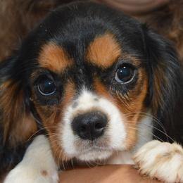 Catherine - Tri-color female Cavalier King Charles Spaniel puppy in Bowman, Georgia from Mid Lake Cavaliers
