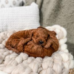 Grey collar boy - Red  male Goldendoodle puppy in Spokane, Washington from Dream Doodles in Spokane WA