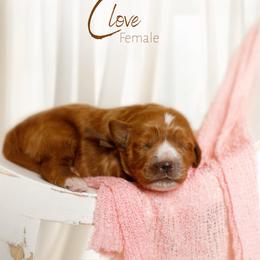 Clove - Red  female Goldendoodle puppy in Mendon, Massachusetts from Comfort & Cuddle Co
