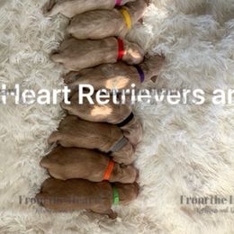 Dachshund and Golden Retriever Puppies from From the Heart Retrievers and Doxies