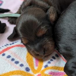 Valor - Red male Dachshund puppy in Danbury, New Hampshire from Maplewood Mountain Farm