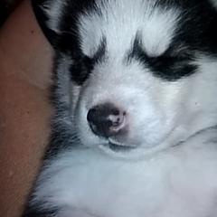 Siberian Husky Puppies from Siberian Songs